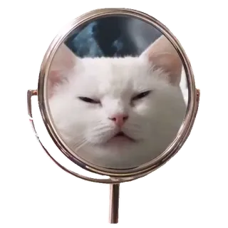 😌 chat, miroir, chat blanc, animal, reflet, drôle, mignon telegram sticker