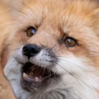 🦊 whatsapp sticker