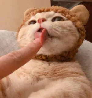 😺 gato, animal, lambendo, dedo, fofo, animal de estimação whatsapp sticker