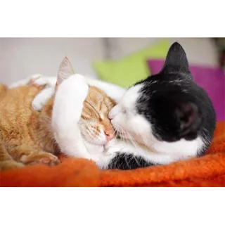 😒 gatos, animales, durmiendo, lindo, amistad telegram sticker