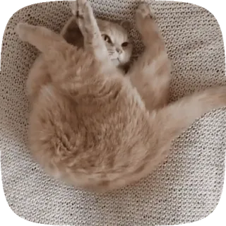 🐱 cat, cute, kitten, animal, pet, funny telegram sticker