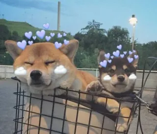 💜 hond, shiba inu, puppy, schattig, hartjes, dier, huisdier telegram sticker