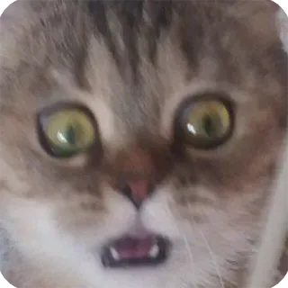 😮 猫, 動物, 面白い, ステッカー, ミーム, 衝撃 telegram sticker