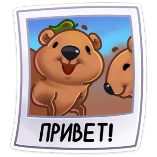 👋 ПРИВЕТ! Tier, Biber, Cartoon, Gruß, Hallo, Russisch whatsapp sticker
