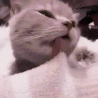 🐈 кот, лижет, животное, питомец, милый telegram sticker