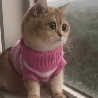 😞 cat, pet, animal, sweater, window, rainy telegram sticker