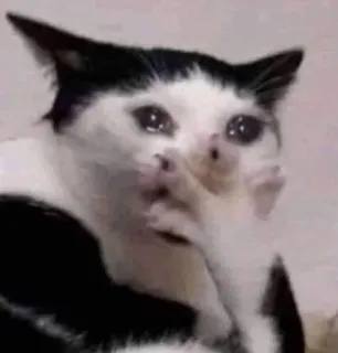 😢 gatto, piangendo, triste, meme, animale, divertente telegram sticker