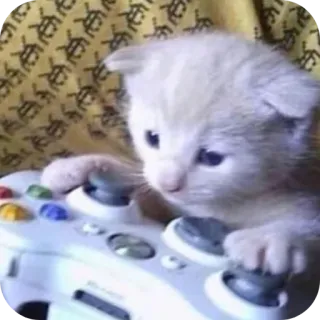 🎮 gattino, gatto, gamer, controller, videogiochi, carino, animale telegram sticker