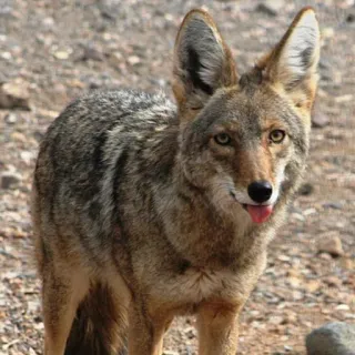 😛 coyote, animale, fauna selvatica, mammifero, natura telegram sticker