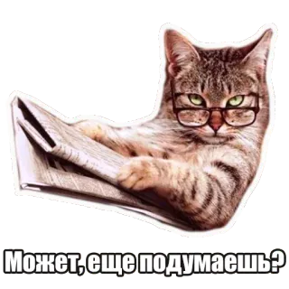😏 Может, еще подумаешь? chat, journal, lunettes, lecture, drôle, mème telegram sticker