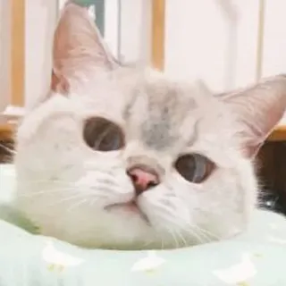😐 cat, kitten, cute, animal, pet, domestic cat, mammal whatsapp sticker