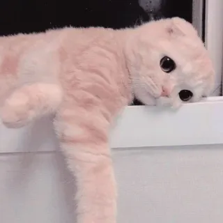 🐱 kucing, lucu, hewan peliharaan, binatang, anak kucing, Scottish Fold whatsapp sticker