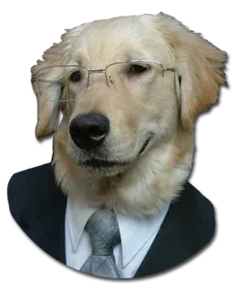 🐧 dog, glasses, suit, tie, pet, animal, funny, business telegram sticker