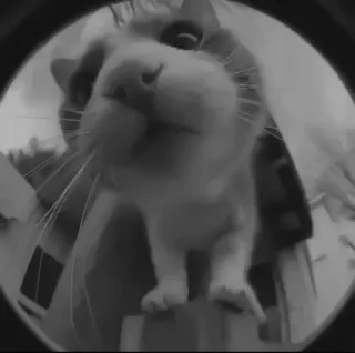 🐈‍⬛️ морская свинка, питомец, животное, милый, млекопитающее, портрет, домашнее животное telegram sticker