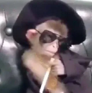 macaques ultimate telegram stickers