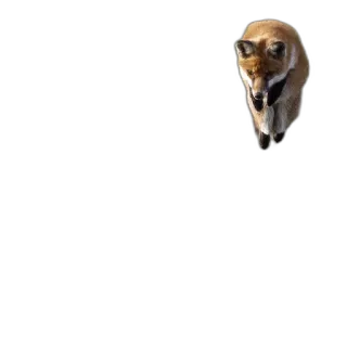 🐤 fox, animal, wildlife, nature telegram sticker