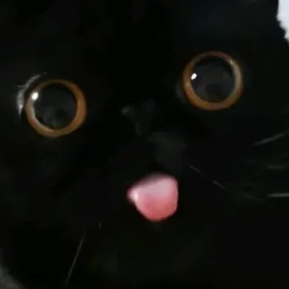 🐈 chat, chat noir, animal, animal de compagnie, langue, mignon whatsapp sticker