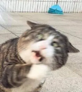 🎃 gato, animal, animal de estimação, engraçado, meme whatsapp sticker
