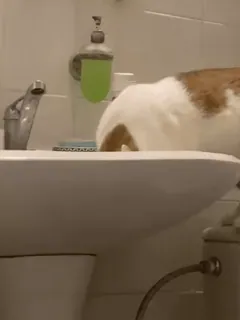 ๐ก cat, sink, water, bathroom, faucet, domestic animal telegram sticker
