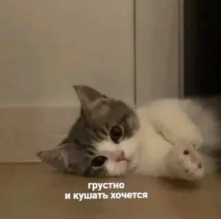 😕 грустно и кушать хочется kot, smutny, głodny, słodki, zwierzę whatsapp sticker