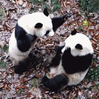 😠 panda, animals, cute, bears, nature telegram sticker
