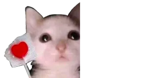 😍 gato, coração, fofo, adesivo telegram sticker