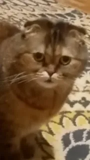 🗿 gato, animal, animal de estimação, mamífero telegram sticker