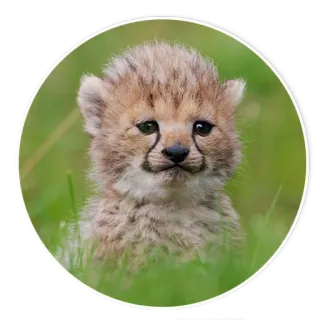😐 cachorro guepardo, animal, fauna, lindo, cría animal, mamífero, gato telegram sticker