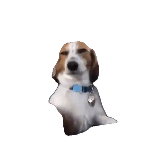 😏 chien, animal, animal de compagnie, chiot, beagle, mignon telegram sticker