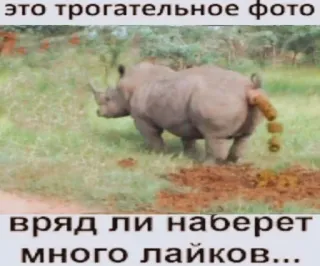 😍 это трогательное фото
вряд ли наберет много лайков... rhino, animal, humor, animal, wildlife telegram sticker