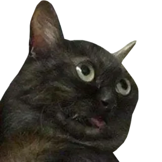 😐 แมว, แมวดำ, ตลก, สัตว์, มีม, สัตว์เลี้ยง, แมวตกใจ, ตกใจ telegram sticker