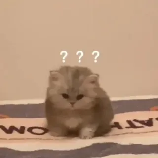 ❔ kot, kociak, zmieszany, pytanie, słodki, zwierzę, puchaty whatsapp sticker