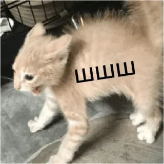 👊 ШШШШ cat, kitten, cyrillic, meme, animal, pet telegram sticker