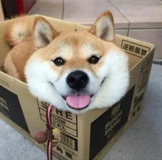 😍 S RE
700 m
2本入 Hund, Shiba Inu, Tier, Kiste, Haustier, süß telegram sticker