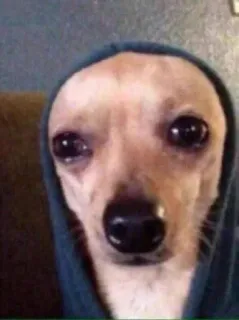 🌟 perro, chihuahua, triste, sudadera con capucha, meme, animal whatsapp sticker