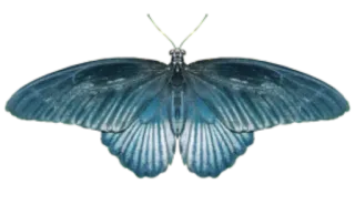 🐝 butterfly, blue, insect, nature, wings, colorful whatsapp sticker