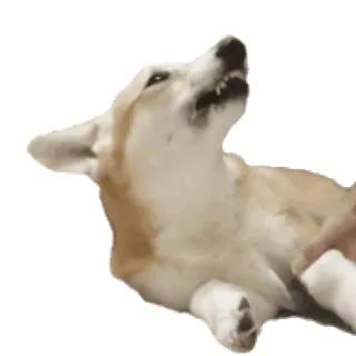 😡 perro, corgi, animal, mascota, lindo telegram sticker