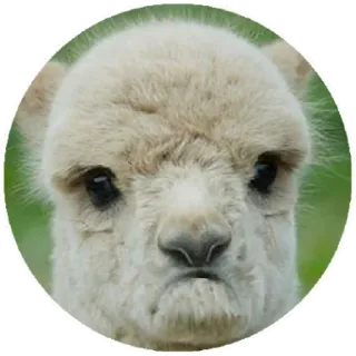 ☹️ alpaca, animal, cute, funny, meme, llama whatsapp sticker