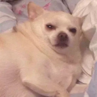 😑 chihuahua, chien, animal de compagnie, animal, mignon, mème telegram sticker