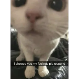 👀 i showed you my feelings pls respond chat, mignon, mème, animal, animal de compagnie, triste telegram sticker