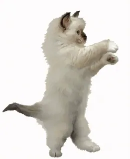 Let`s Danse @stickersb2b telegram stickers
