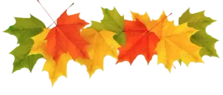 😥 autumn, fall, leaves, maple leaves, seasonal, nature whatsapp sticker