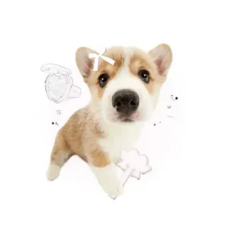 😗 anjing, corgi, anak anjing, hewan peliharaan, imut, binatang telegram sticker