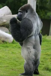 🤐 gorilla, scimmia, animale, fauna selvatica, mammifero, primate telegram sticker