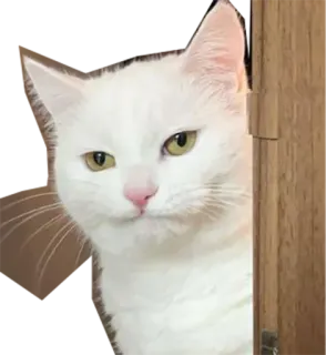 😕 gato, gato blanco, animal, mascota, lindo, animal doméstico telegram sticker