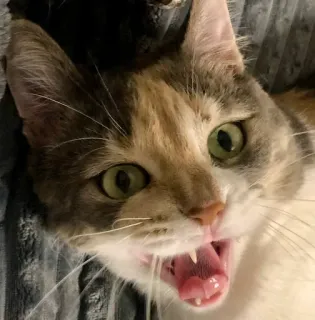 😱 gato, animal, felino, mascota, animal doméstico, mamífero, lindo, calicó telegram sticker