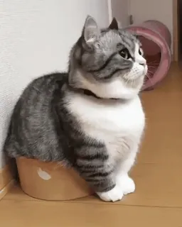 🐈 cat, cute, pet, animal, funny, domestic animal telegram sticker