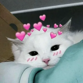 ⚡️ gato, lindo, corazones, sticker, animal, mascota, gato blanco telegram sticker