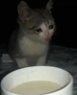 😩 gato, gatito, triste, leche, lindo telegram sticker