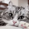 😺